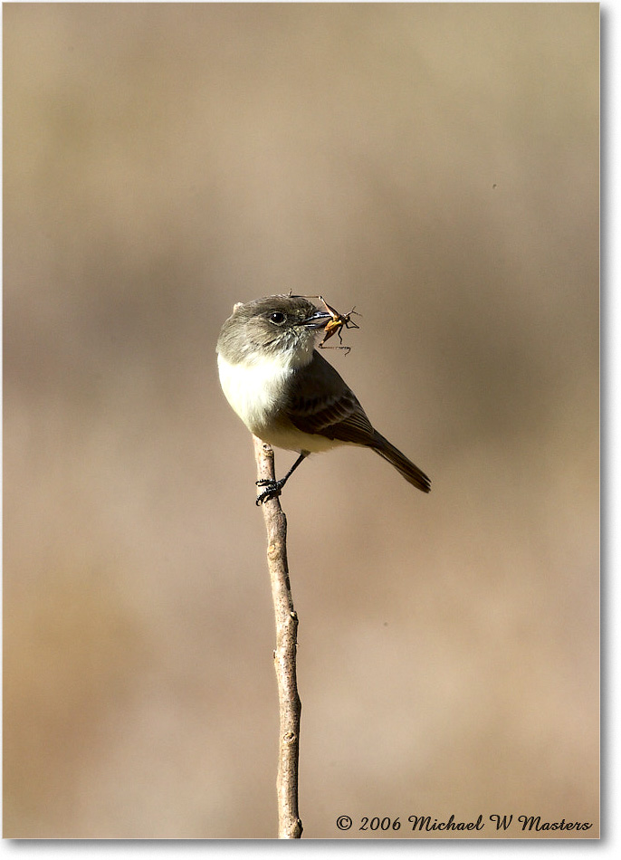 LeastFlycatcher_TallTimbers_2006Jan_E0K7153 copy