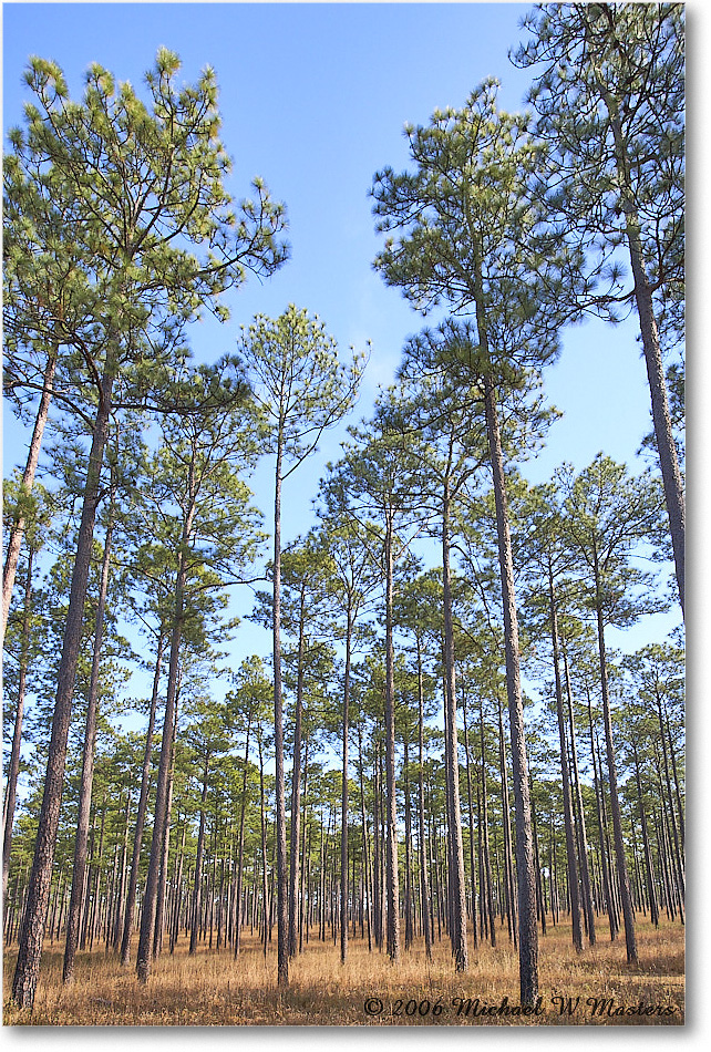 LongLeafPine_TallTimbers_2006Jan_E0K7166 copy