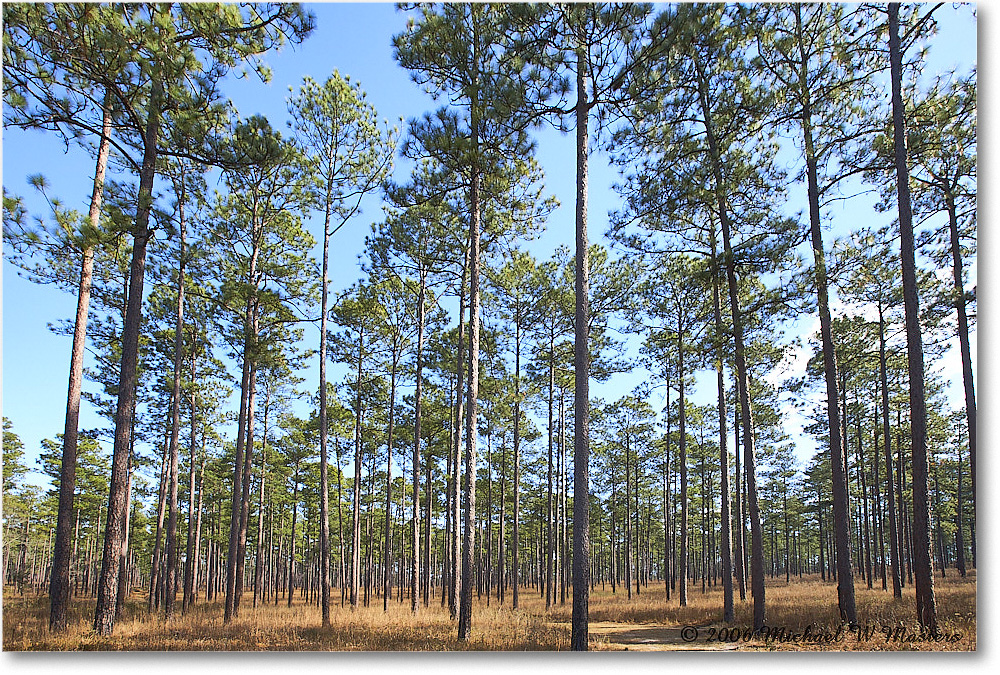 LongLeafPine_TallTimbers_2006Jan_E0K7167 copy