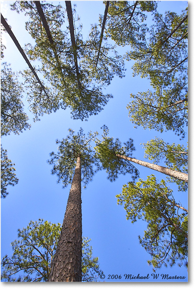 LongLeafPine_TallTimbers_2006Jan_E0K7172 copy