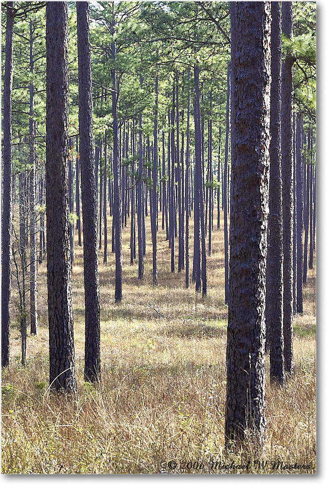 LongLeafPine_TallTimbers_2006Jan_Y2F7525 copy