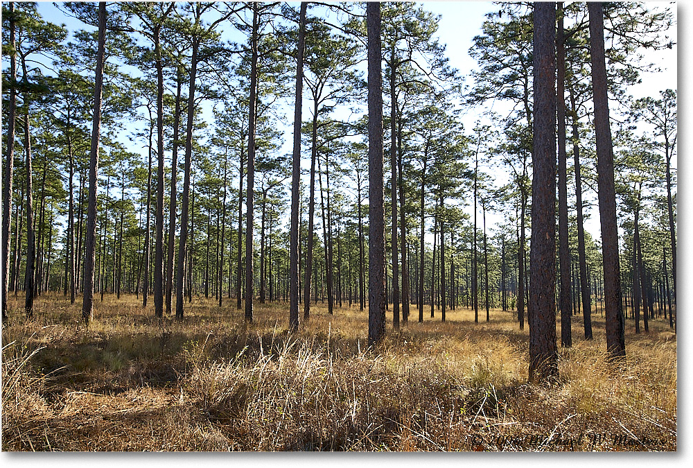 LongleafPines_TallTimbers_2006Jan_E0K7115 copy