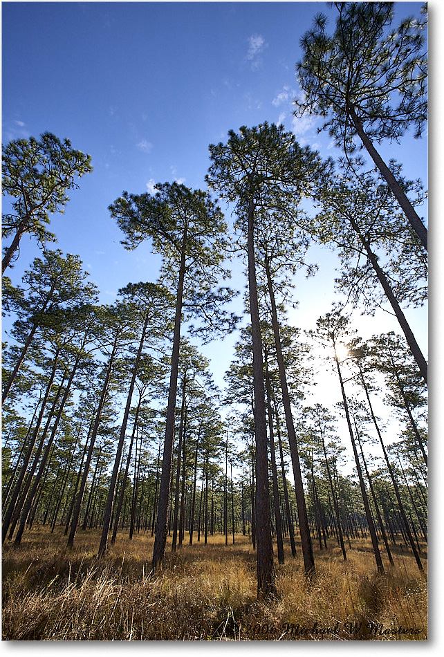 LongleafPines_TallTimbers_2006Jan_E0K7119 copy