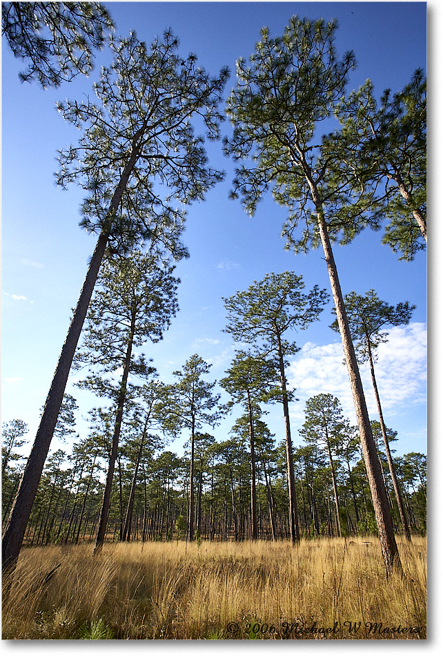 LongleafPines_TallTimbers_2006Jan_E0K7128 copy