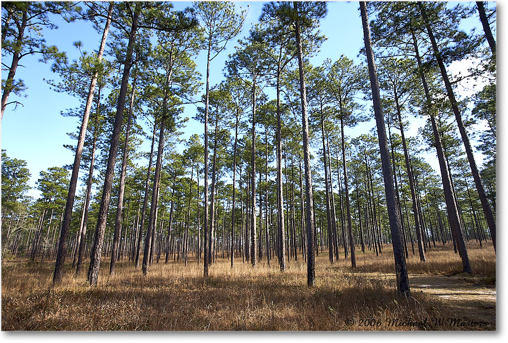 LongleafPines_TallTimbers_2006Jan_E0K7165 copy