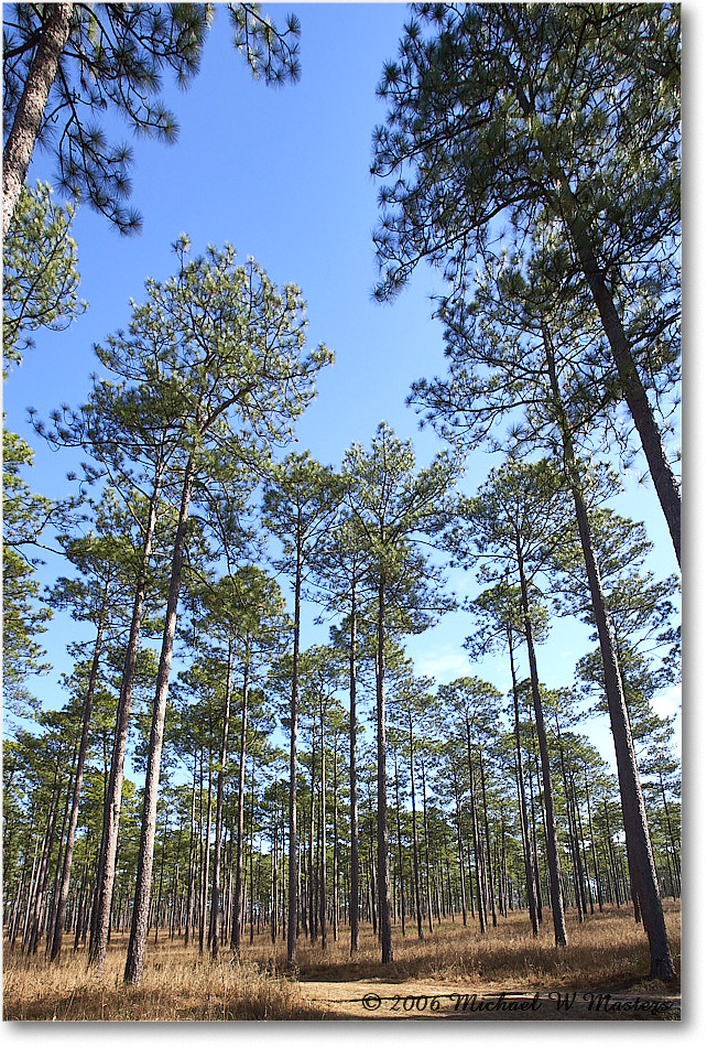 LongleafPines_TallTimbers_2006Jan_E0K7173 copy