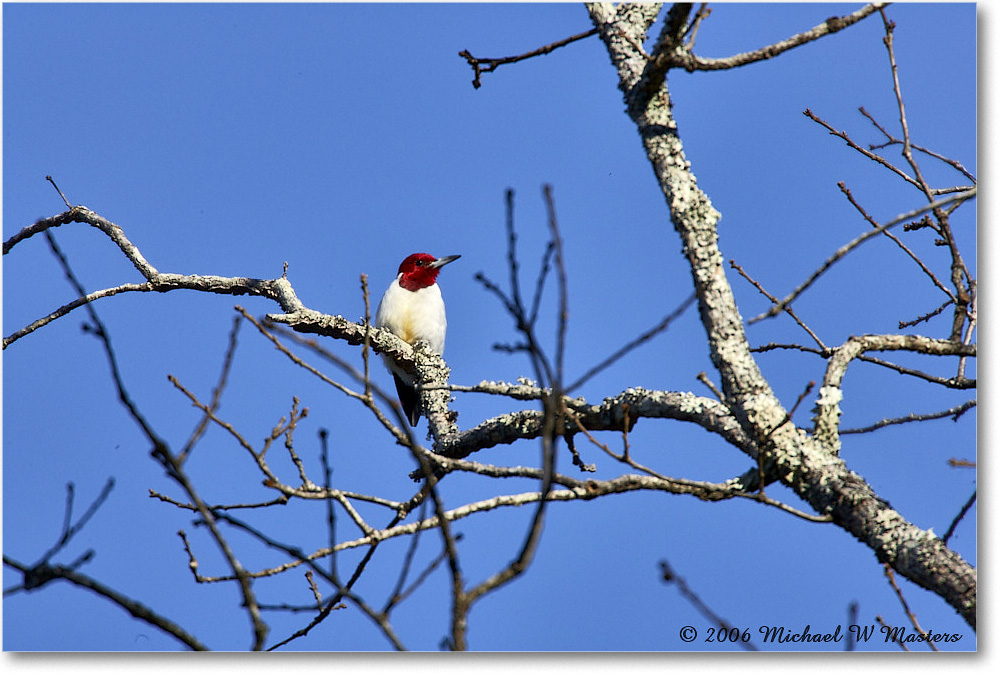 RedheadedWoodpecker_TallTimbers_2006Jan_E0K7093 copy