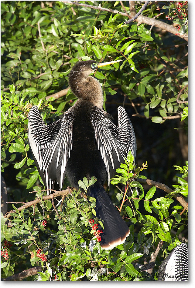 Anhinga_VeniceRookery_2006Jan_E0K6750 copy