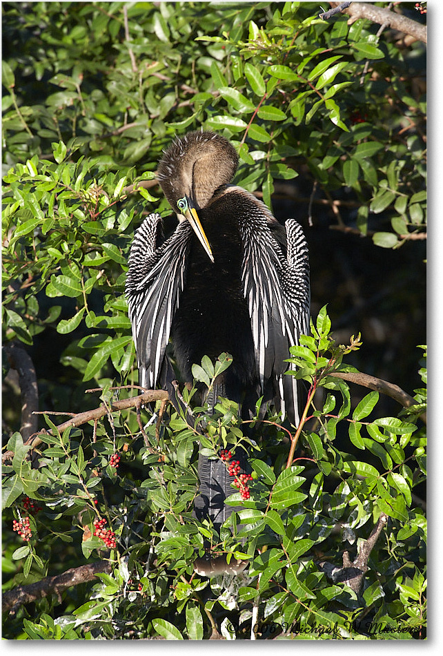 Anhinga_VeniceRookery_2006Jan_E0K6769 copy