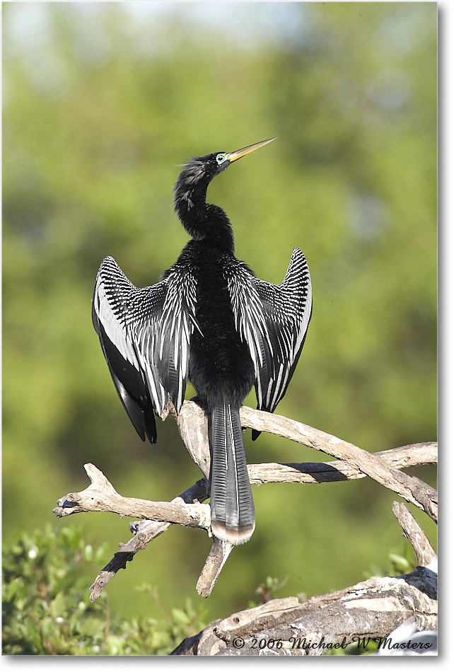 Anhinga_VeniceRookery_2006Jan_E0K6775 copy