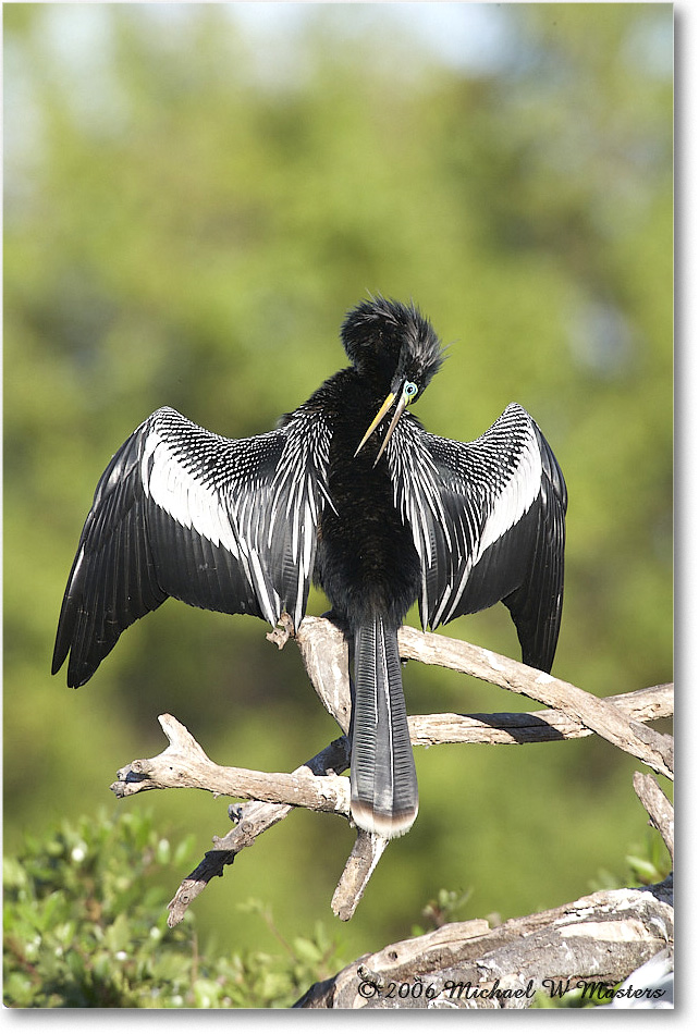 Anhinga_VeniceRookery_2006Jan_E0K6778 copy