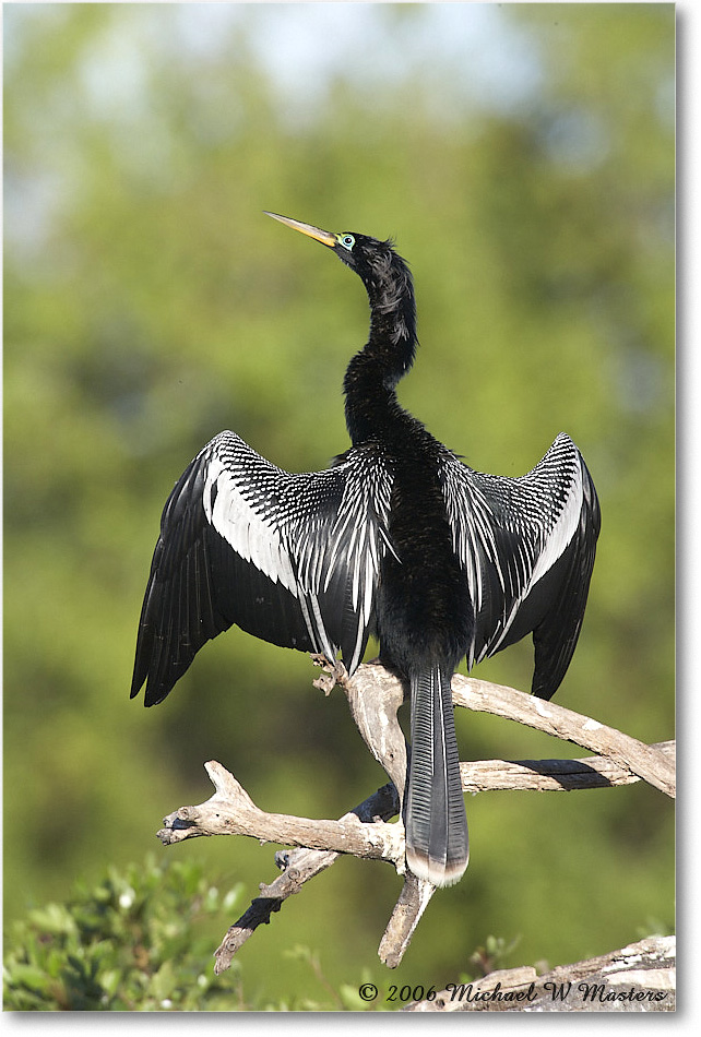 Anhinga_VeniceRookery_2006Jan_E0K6782 copy