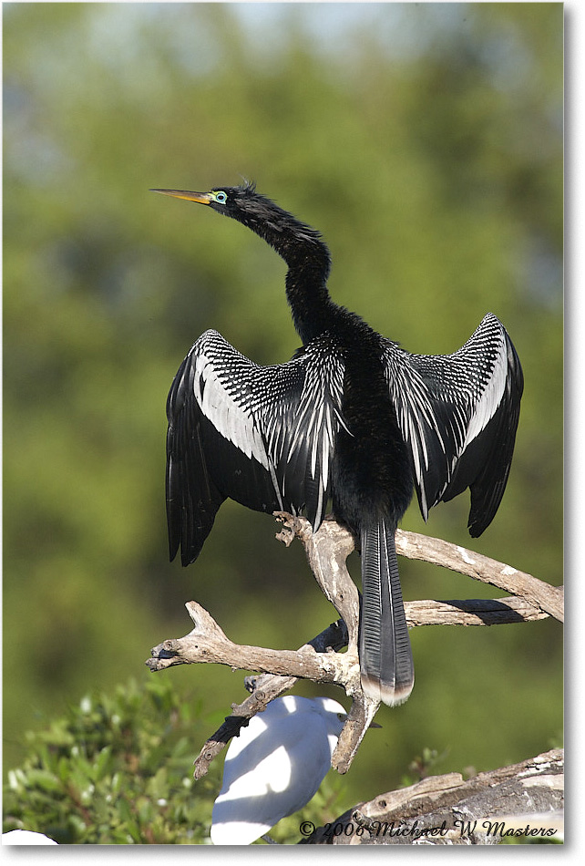 Anhinga_VeniceRookery_2006Jan_E0K6793 copy