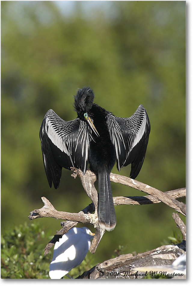 Anhinga_VeniceRookery_2006Jan_E0K6796 copy