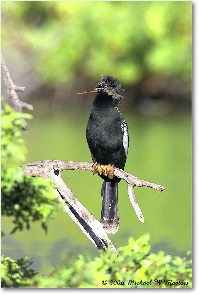 Anhinga_VeniceRookery_2006Jan_E0K6948 copy