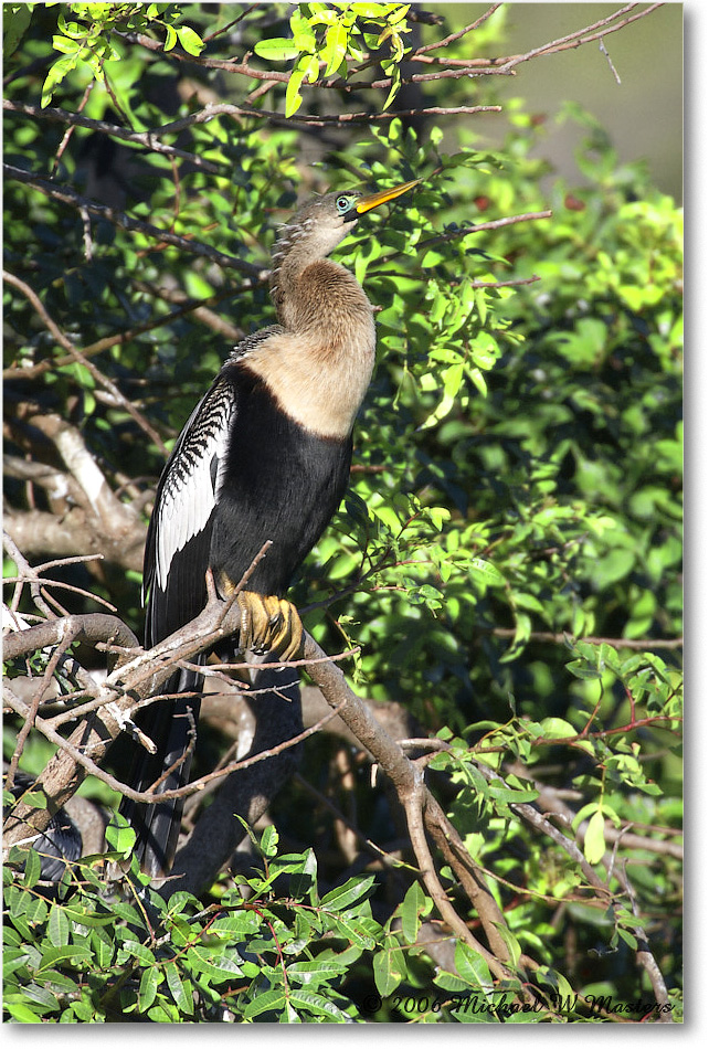 Anhinga_VeniceRookery_2006Jan_E0K6979 copy