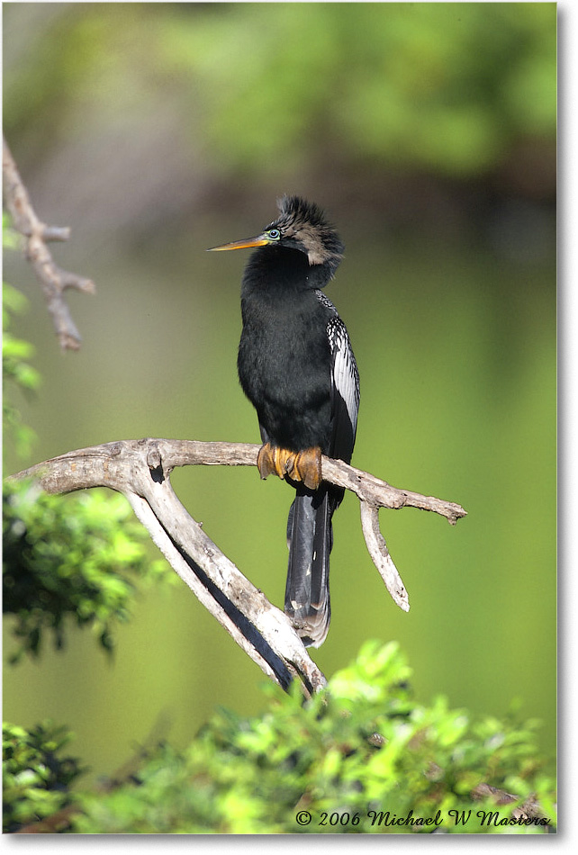 Anhinga_VeniceRookery_2006Jan_E0K6987_ copy