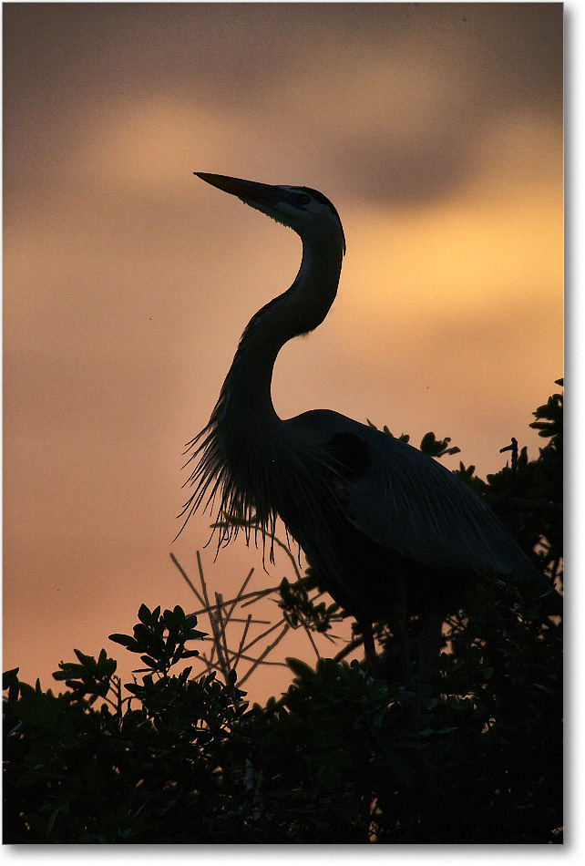 GreatBlueHeron_VeniceRookery_2006Jan_E0K5025_ copy