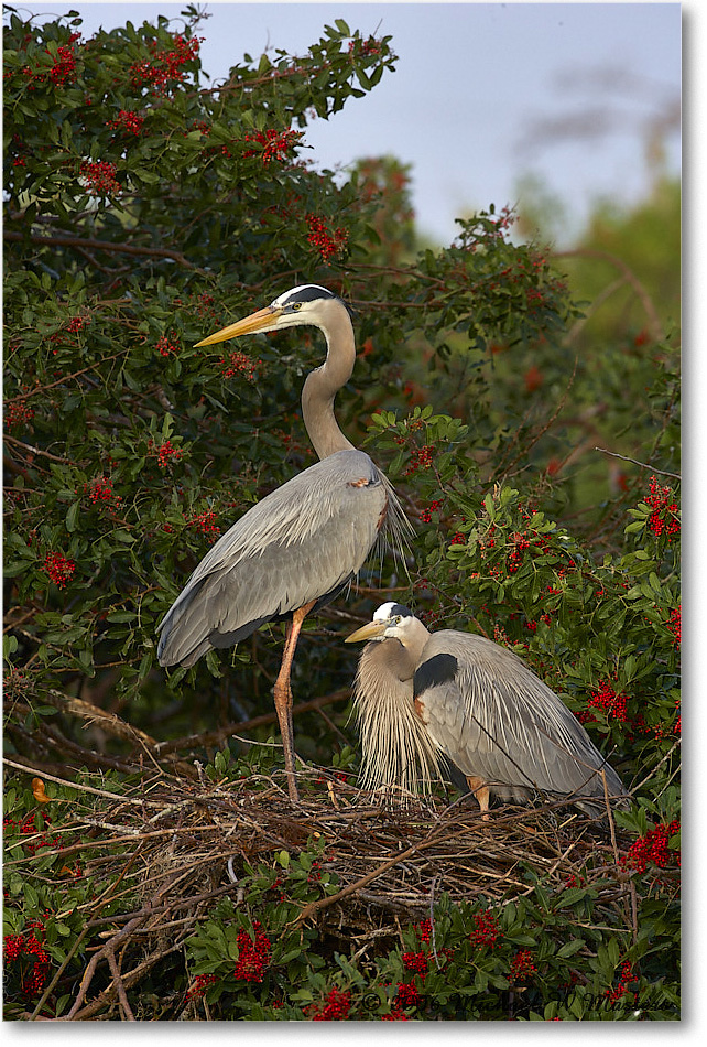 GreatBlueHeron_VeniceRookery_2006Jan_E0K5105 copy