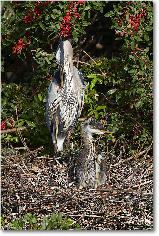 GreatBlueHeron_VeniceRookery_2006Jan_E0K5168 copy