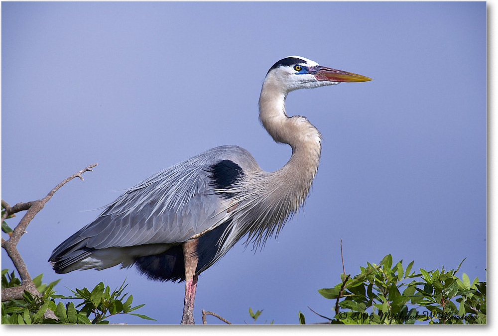 GreatBlueHeron_VeniceRookery_2006Jan_E0K5185 copy