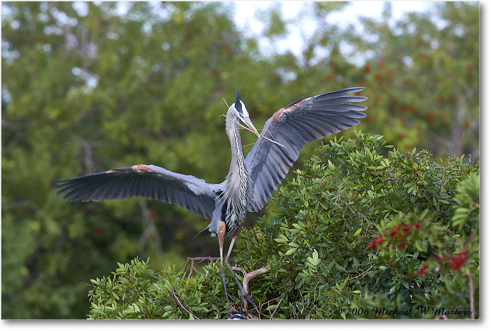 GreatBlueHeron_VeniceRookery_2006Jan_E0K5196 copy