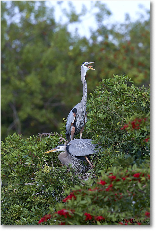 GreatBlueHeron_VeniceRookery_2006Jan_E0K5201 copy