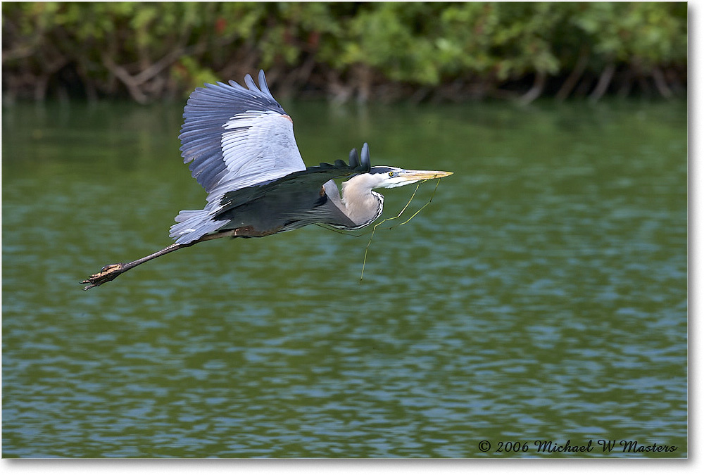 GreatBlueHeron_VeniceRookery_2006Jan_E0K5208 copy