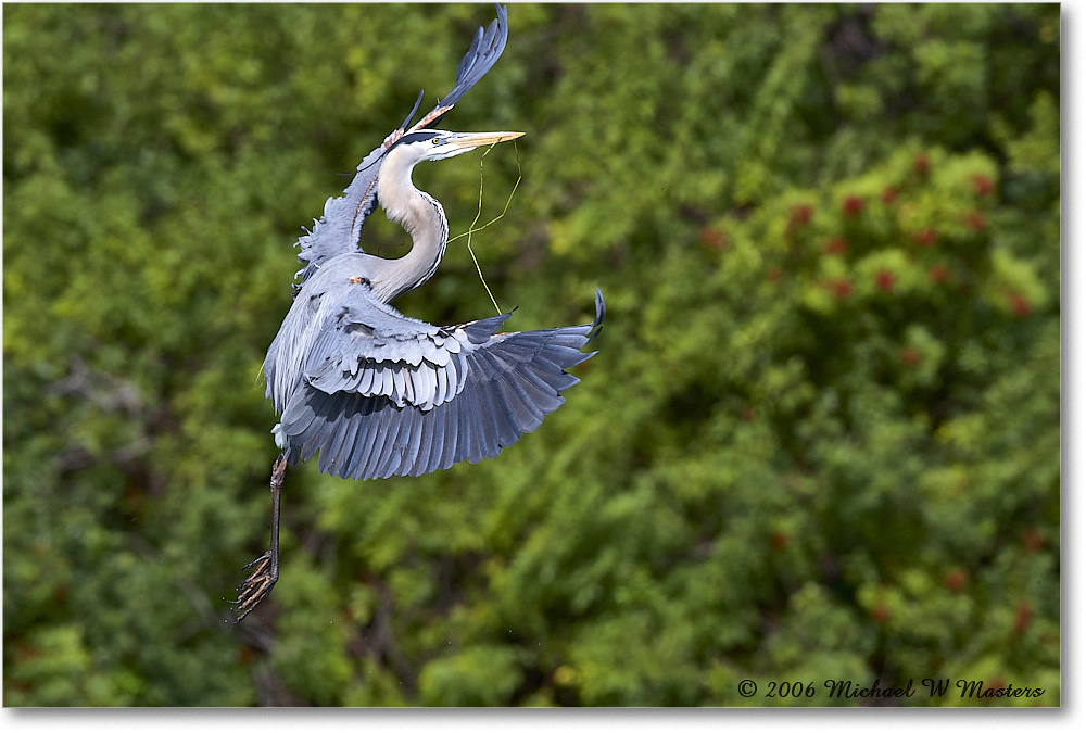 GreatBlueHeron_VeniceRookery_2006Jan_E0K5213 copy