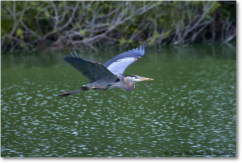 GreatBlueHeron_VeniceRookery_2006Jan_E0K5221 copy