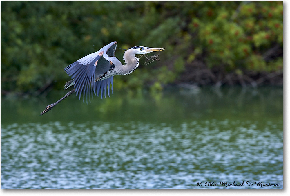 GreatBlueHeron_VeniceRookery_2006Jan_E0K5226 copy