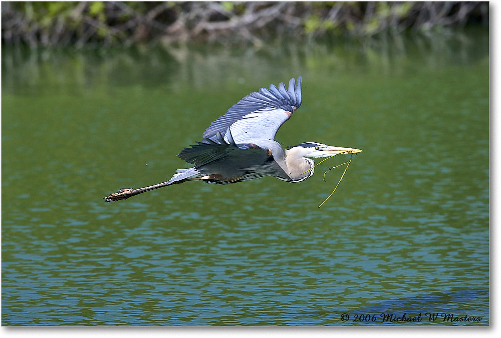 GreatBlueHeron_VeniceRookery_2006Jan_E0K5256 copy