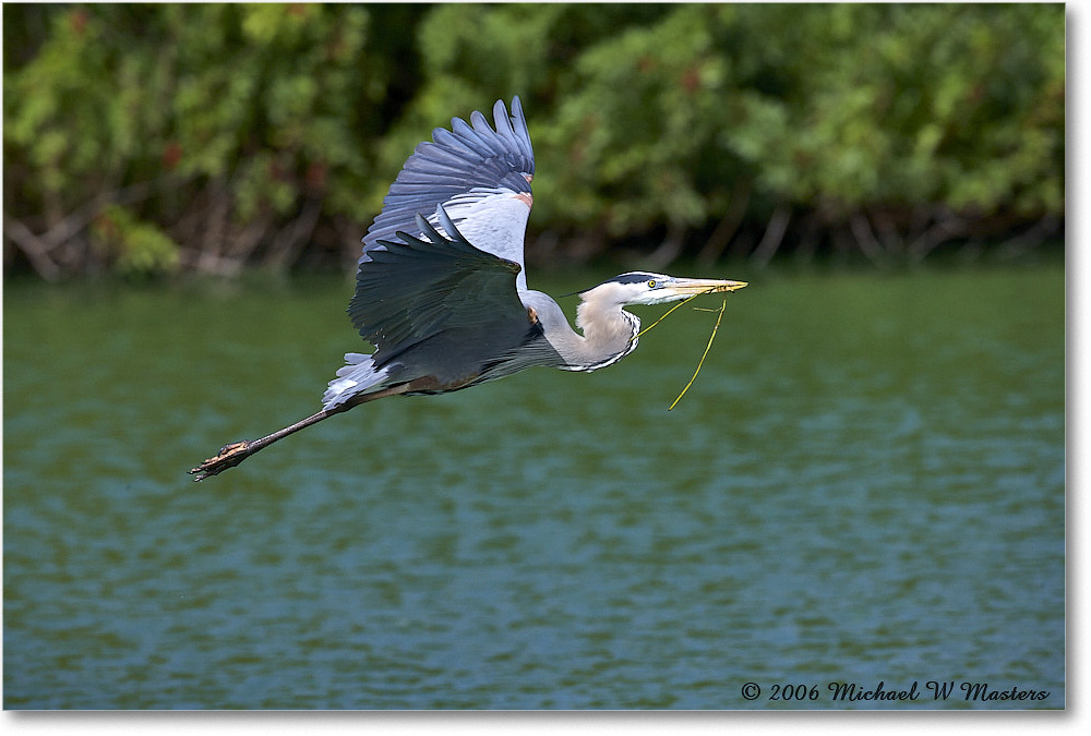 GreatBlueHeron_VeniceRookery_2006Jan_E0K5259 copy