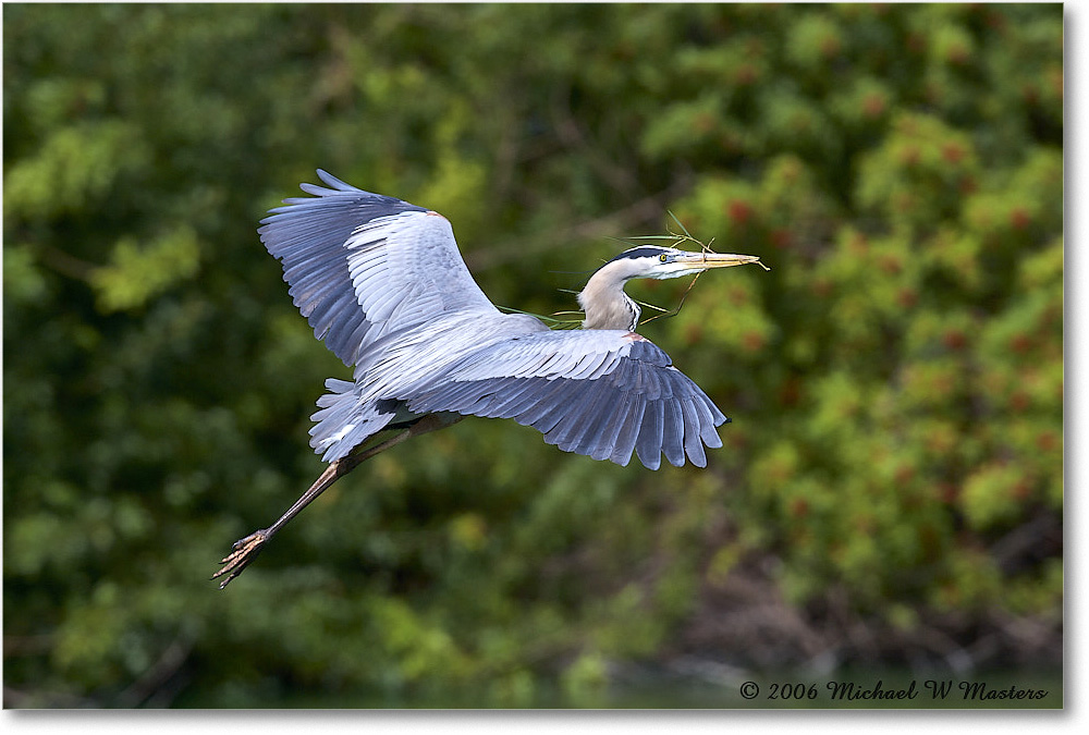 GreatBlueHeron_VeniceRookery_2006Jan_E0K5295 copy