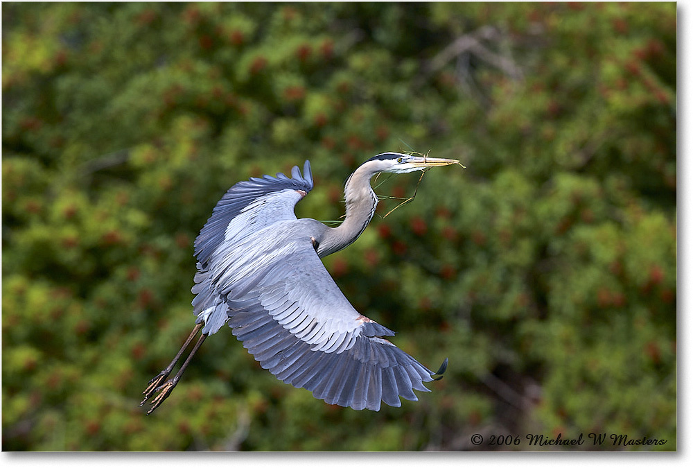 GreatBlueHeron_VeniceRookery_2006Jan_E0K5296 copy