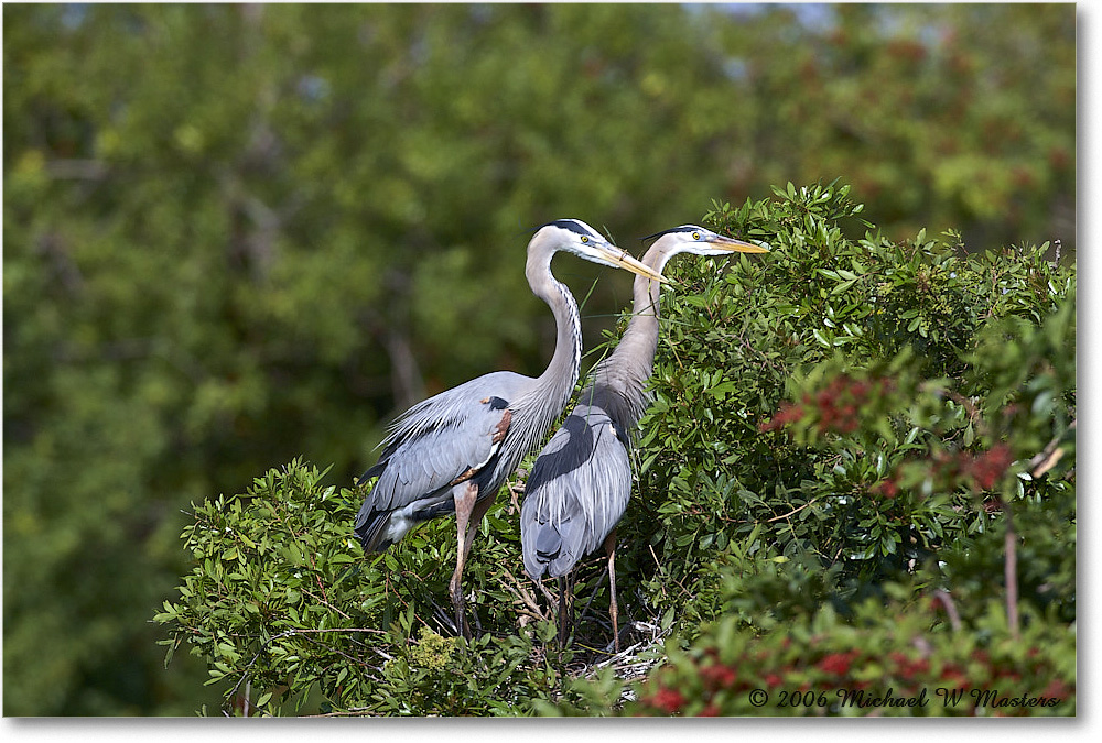 GreatBlueHeron_VeniceRookery_2006Jan_E0K5303 copy