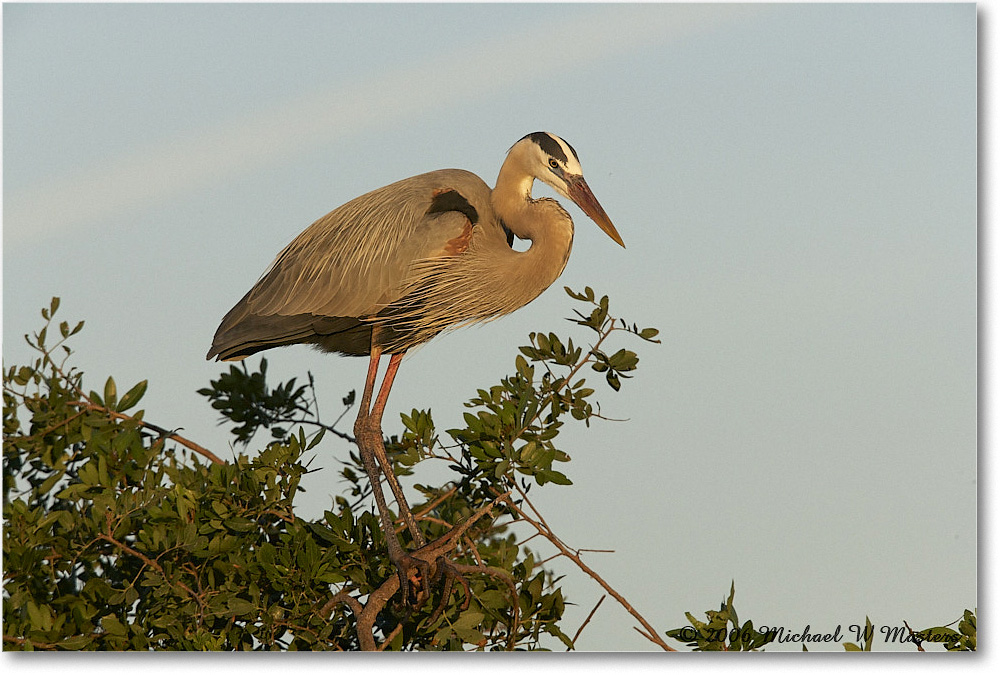 GreatBlueHeron_VeniceRookery_2006Jan_E0K6651 copy