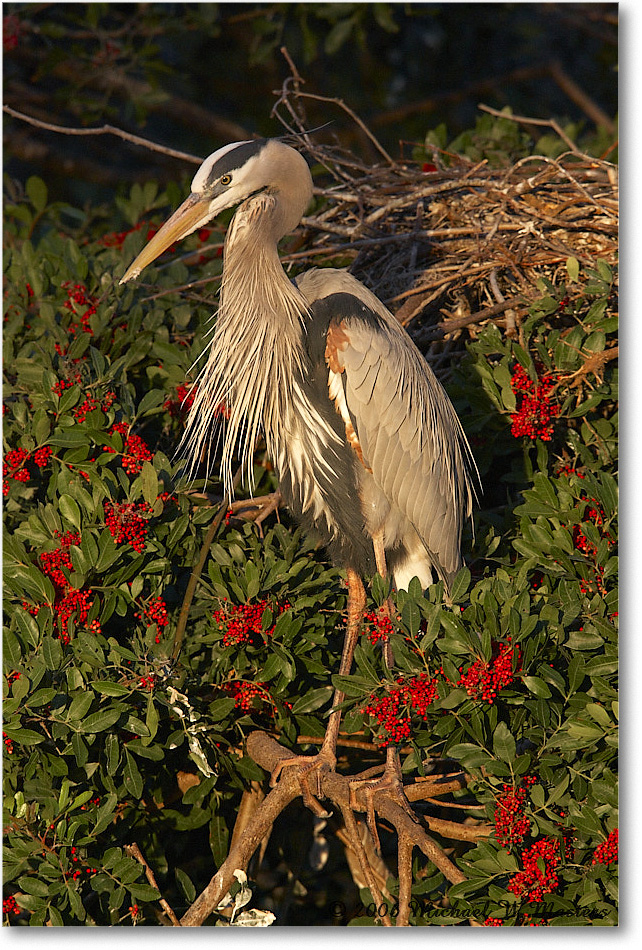 GreatBlueHeron_VeniceRookery_2006Jan_E0K6664 copy