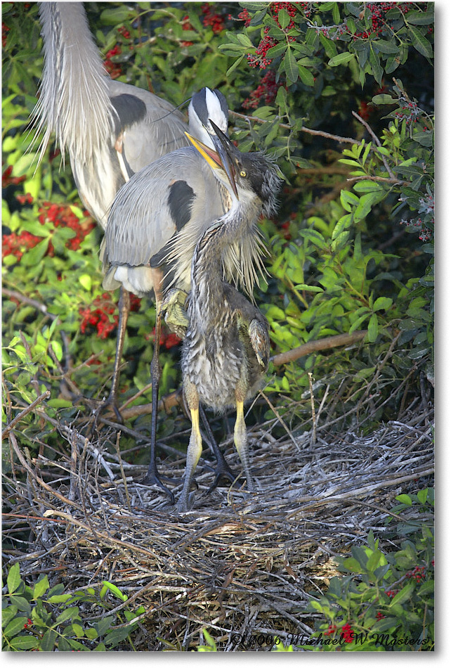 GreatBlueHeron_VeniceRookery_2006Jan_E0K6678 copy