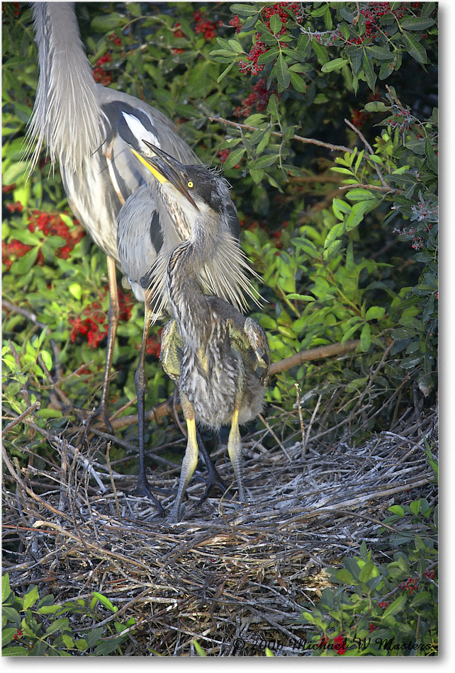 GreatBlueHeron_VeniceRookery_2006Jan_E0K6679 copy