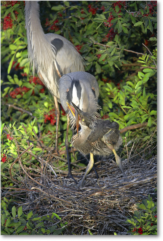 GreatBlueHeron_VeniceRookery_2006Jan_E0K6682 copy