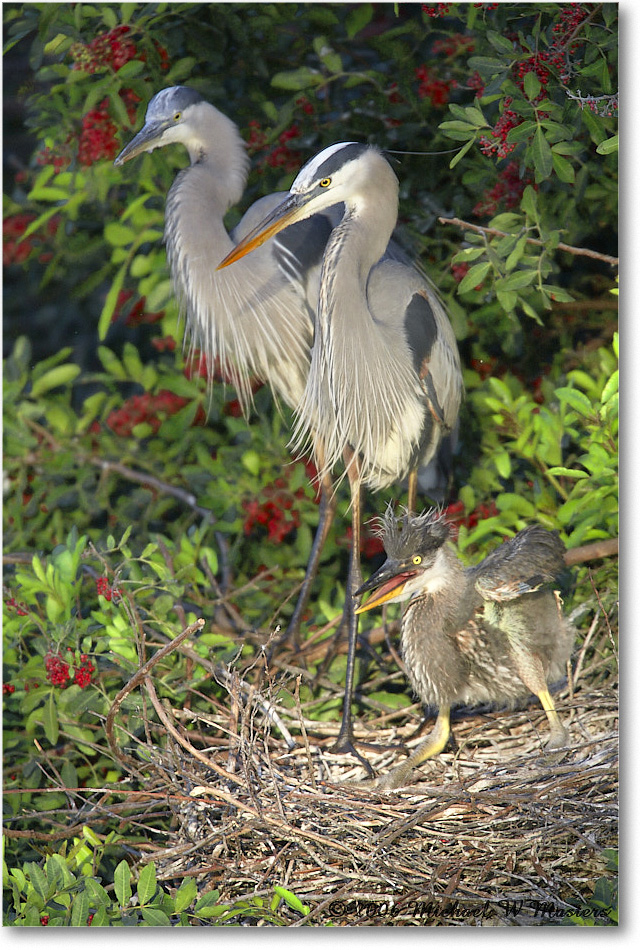 GreatBlueHeron_VeniceRookery_2006Jan_E0K6693 copy