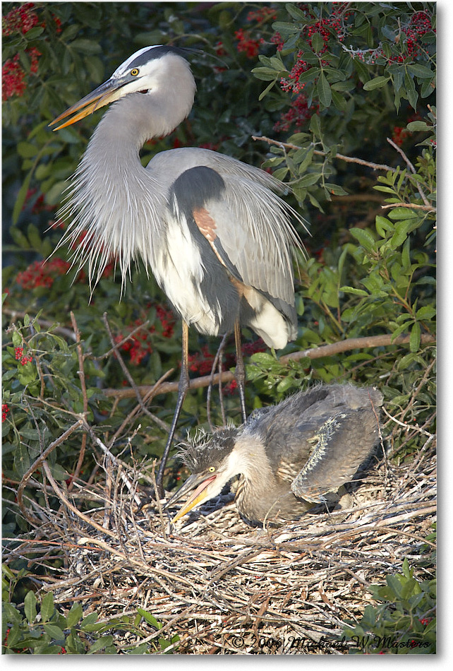 GreatBlueHeron_VeniceRookery_2006Jan_E0K6695 copy