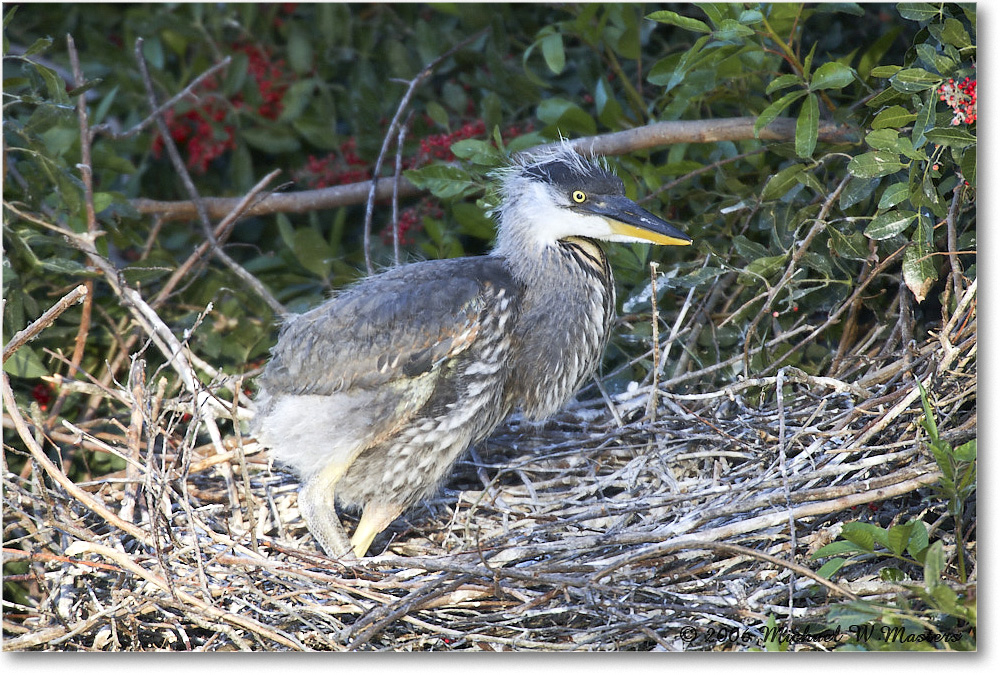 GreatBlueHeron_VeniceRookery_2006Jan_E0K6700 copy