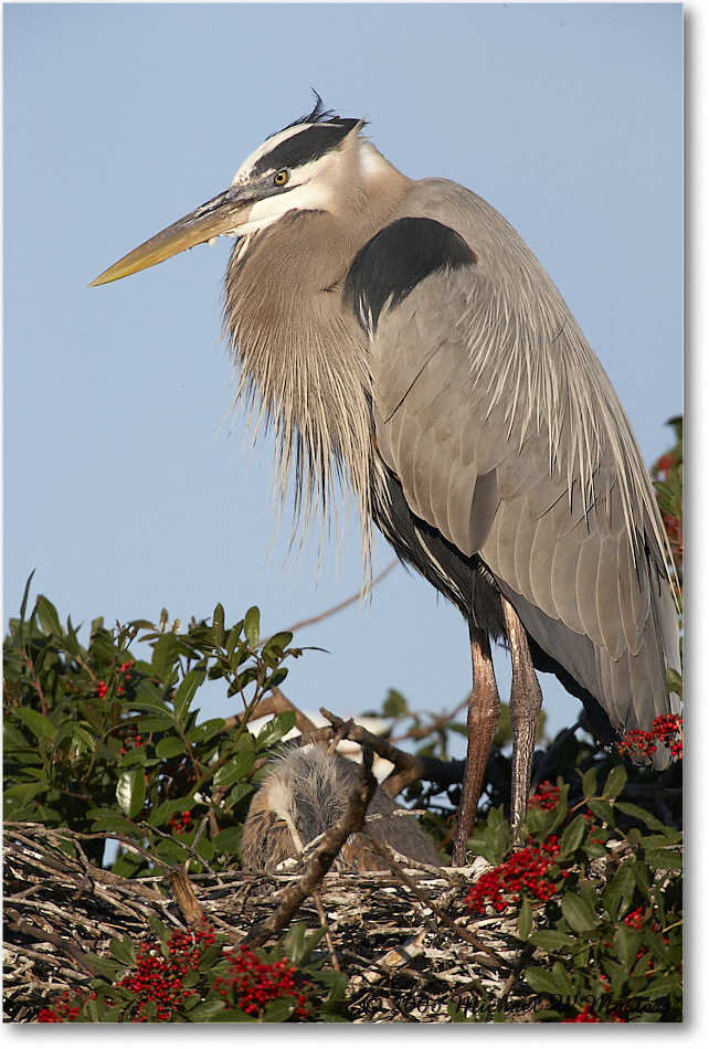 GreatBlueHeron_VeniceRookery_2006Jan_E0K6772 copy