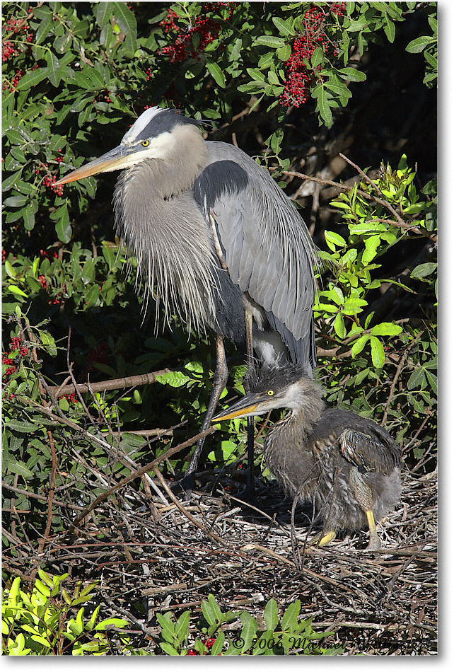 GreatBlueHeron_VeniceRookery_2006Jan_E0K6908 copy