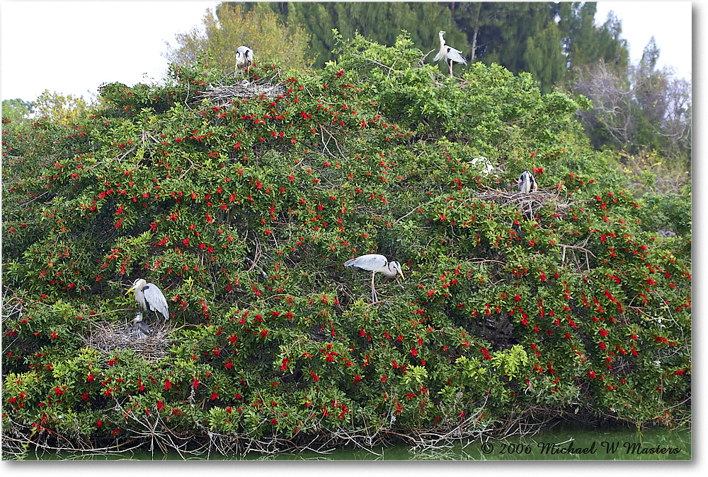 GreatBlueHeron_VeniceRookery_2006Jan_Y2F6556 copy