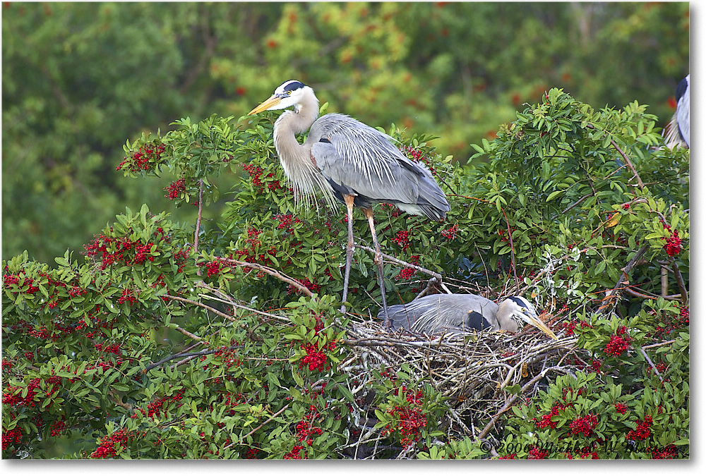 GreatBlueHeron_VeniceRookery_2006Jan_Y2F6575 copy