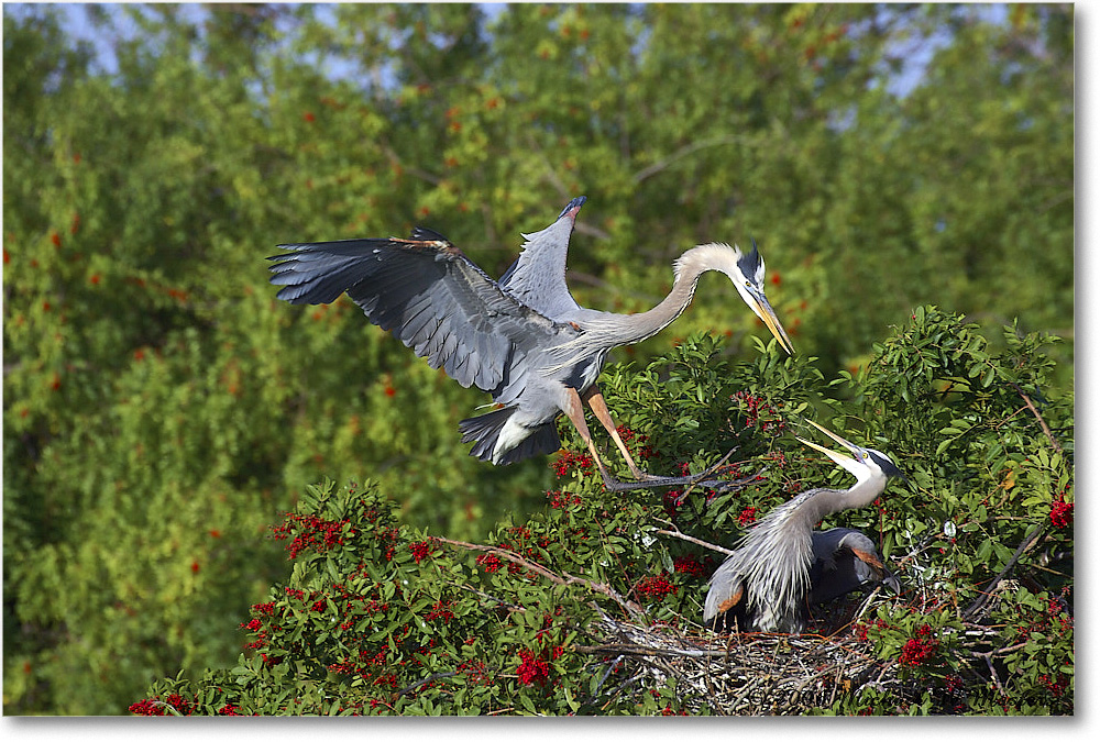 GreatBlueHeron_VeniceRookery_2006Jan_Y2F6626 copy