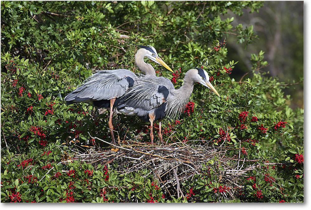 GreatBlueHeron_VeniceRookery_2006Jan_Y2F6649 copy